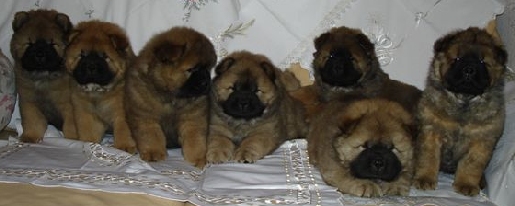 Unsere Welpen 2005