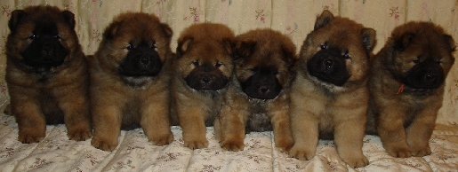 Unsere Welpen 2006